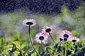 Daisy flowers, water droplets, backlit.
