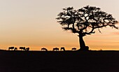 Silhouette of wildebeests and acacia on sky on sunset. Masai Mara NP.