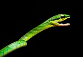 Cope Vine Snake (Oxybelis brevirostris), (Colubridae family), Chocó rainforest, Ecuador.