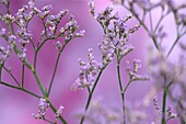 limonium overig maine blue, langlebige, violette Wiesenblume, die Sprache der Blumen symbolisiert die Erinnerung