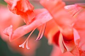 Elegante winterharte Gladiole (Nanus nathalie), bogenförmige Ähren mit rosa Blüten