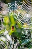 European garden spider, diadem spider, cross spider, or crowned orb weaver (Araneus diadematus). Biscay, Basque Country, Spain, europe.