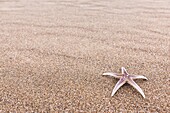 Starfish in the beach, Costa Brava, Girona, Spain.