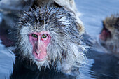 Monkeys in a natural onsen (hot spring), located in Jigokudani Monkey Park, Nagono prefecture,Japan.