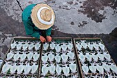 peddler. A fishmonger selling cuttlefish, in fishing Port,Katsuura, Nachikatsuura,Kumano Kodo, Nakahechi route, Wakayama, Kinki, Japan.