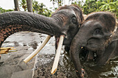 Rescued Sumatran elephants at the Elephant Safari Park at Taro, Bali, Indonesia.