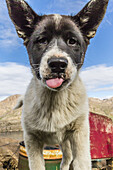 Puppy bred for dogsledding kept outside the town of Sisimiut, Greenland.