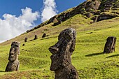 Moai sculptures in various stages of completion at Rano Raraku, the quarry site for all moai on Easter Island, Isla de Pascua, Rapa Nui, Chile.