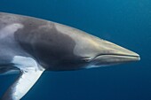 Adult dwarf minke whale, Balaenoptera acutorostrata, underwater near Ribbon 10 Reef, Great Barrier Reef, Queensland, Australia.