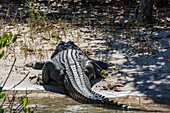 Wild saltwater crocodile, Crocodylus porosus, on the banks of the King George River, Kimberley, Western Australia, Australia.