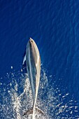 Bottlenose dolphin, Tursiops truncatus, bow-riding the National Geographic Explorer off Madeira, Portugal.