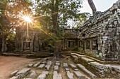 Ta Prohm Temple, being destroyed by jungle growth, Angkor, Siem Reap Province, Cambodia, Khmer.