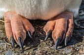 Adult gentoo penguin, Pygoscelis papua, feet detail, Neko Harbor, Antarctica.