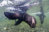 Curious Antarctica fur seal pups, Arctocephalus gazella, underwater in Husvik Bay, South Georgia, UK Overseas Protectorate.