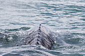 California gray whale, Eschrichtius robustus, surfacing in San Ignacio Lagoon, Baja California Sur, Mexico.