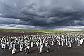 King Penguin (Aptenodytes patagonicus) on the Falkand Islands in the South Atlantic. Colony. South America, Falkland Islands, January.