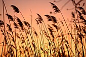 Sunset scene through phragmites common reeds, Phragmites australis, on the scenic Chesapeake Bay near Annapolis, Maryland, USA.
