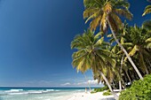 palm fringed dream beach on the Caribbean Island Isla Saona, Dominican Republic, Carribean, America