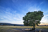 Isolated tree on wheat field. Monegros, Huesca, Aragón, Spain.