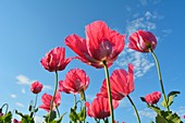 Opium Poppy, Papaver somniferum, Summer, Germerode, Hoher Meissner, Werra Meissner District, Hesse, Germany.