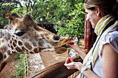 woman gives food to a giraffe. Langata Giraffe Centre, Giraffa camelopardalis ssp. rothschildi, Nairobi, Kenya.