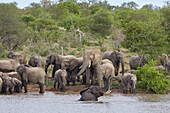 Badende Elefantenherde im Krüger Nationalpark Südafrika, Afrika