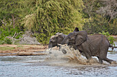 Elephants crossing a waterhole, Krueger National park, South Africa, Africa