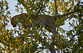 Leopard auf einem Baum im Krüger Nationalpark, Südafrika, Afrika