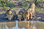 Lions drinking at a waterhole Krueger National park, South Africa, Africa