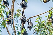 Fruit bats sleep in a gumtree during the day.Cairns, Australia