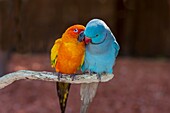 Pair of small parrot Lovebirds Agapornis grooming each other.