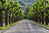 plane-trees road in Porlezza, Province of Como, Lombardy, Italy.