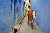 Cow roaming the streets of Bundi´s old town.