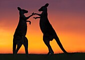 Australia, New South Wales, Murramarang National Park, Pebbly beach, Two Eastern Grey Kangaroos males fighting at sunrise.