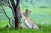 African Lion (Panthera leo) - Young, in rainy season, Kgalagadi Transfrontier Park, Kalahari desert, South Africa.