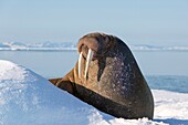 Walrus (Odobenus rosmarus) lying on ice floe, Hinlopenstretet, Spitsbergen, Svalbard.