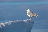 Glaucous Gull (Larus hyperboreus) standing on iceberg, Erik Eriksenstretet, Svalbard.