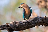 Indian roller (Coracias benghalensis) sitting on branch, Tadoba National Park, Maharashtra, India.