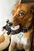 Mixed breed puppy biting her toy.