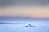 Trees in the frozen landscape, cold temperatures as low as -47 celsius, Lapland, Sweden.
