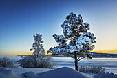 Snow covered trees in extreme cold temperatures, Lapland, Sweden.