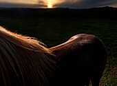 Rim light on brown Icelandic Horse, Iceland.