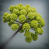 Angelica herb flowers in the summer, Iceland. Angelica is used extensively in herbal medicine.