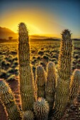 Cacti at sunset, Wolwedans Dunes Lodge, Namibia, Africa.
