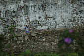 Two little local girls walking past a big wall, Monte Cafe,  Sao Tome, Sao Tome and Principe,  Africa