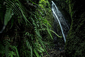 Junge Frau geht zu einem Wasserfall im Dschungel, Sao Tome, Sao Tome und Príncipe, Afrika