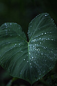 Big leaf with raindrops on it, Sao Tome, Sao Tome and Principe, Africa