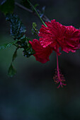 Beautiful flower with raindrops, Sao Tome, Sao Tome and Principe, Africa