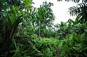 Trail through a thick vegetated jungle, Sao Tome, Sao Tome and Principe, Africa