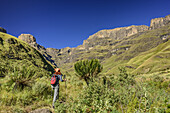 Frau beim Wandern geht auf Monks Cowl und Champagne Castle zu, Champagne Castle, Monks Cowl, Mdedelelo Wilderness Area, Drakensberge, uKhahlamba-Drakensberg Park, UNESCO Welterbe Maloti-Drakensberg-Park, KwaZulu-Natal, Südafrika